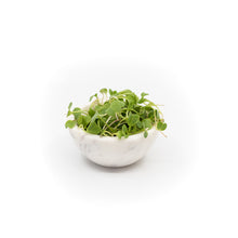 Microgreen Radish