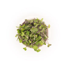 Microgreen Kale