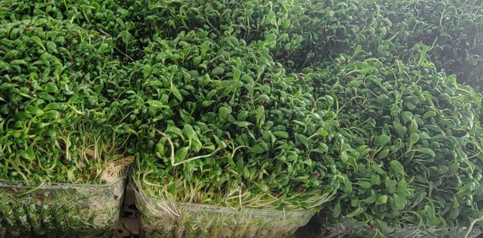 Discover the Amazing Health Benefits of Broccoli Sprouts