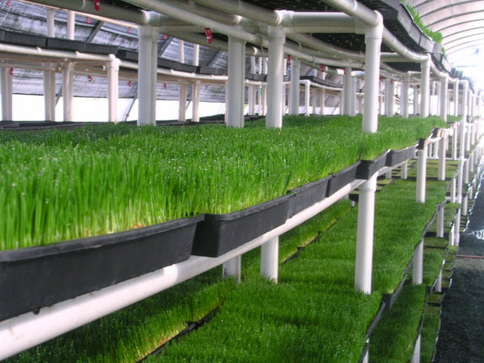 Discover the Power of Organic Wheatgrass Juice: Health Benefits and Home Delivery