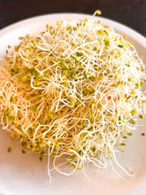 Clover Sprouts on a white plate with a dark background