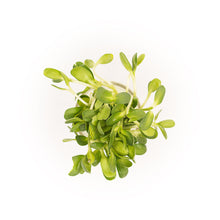 Sunflower Microgreens Seed