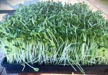 Sunflower Microgreens Seed