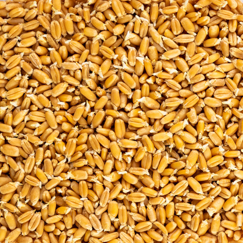 Organic Wheat Seed