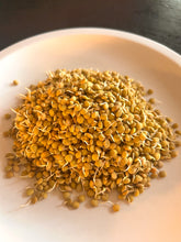 lentil sprouts on a white plate