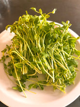 Fresh green microgreens on a white plate