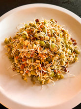 Sprouted legumes on a white plate with a dark background