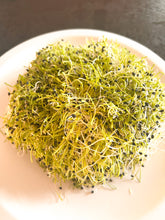 Close-up of a pile of green Onion sprouts on a white plate with a dark background