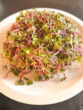 rasiah sprouts on a white plate