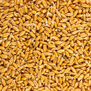 organic wheat seed for planting Wheatgrass Seeds, Certified Organic