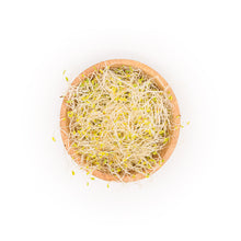 Alfalfa-Clover Sprouts