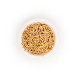 Organic Wheatberry Sprouts