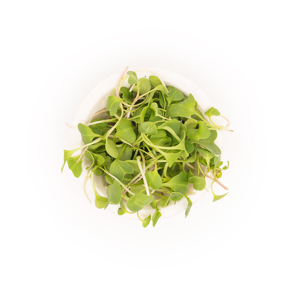Organic Radish Microgreens | Spicy Soil-Grown | Organic | Sun Grown