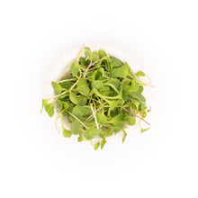 Microgreen Radish