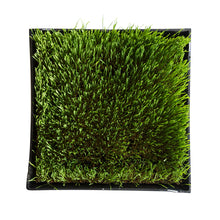 Wheatgrass Tray