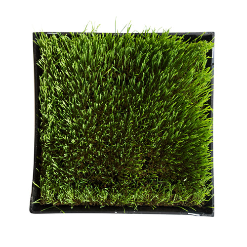 Wheatgrass Tray