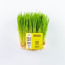Wheatgrass