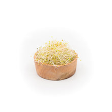 Alfalfa-Clover Sprouts