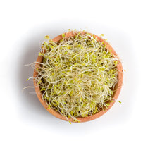 Load image into Gallery viewer, Broccoli Sprouts