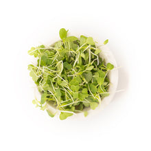 Microgreen Broccoli