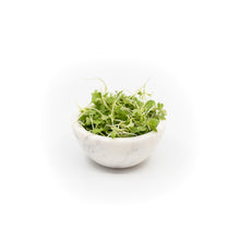 Microgreen Broccoli