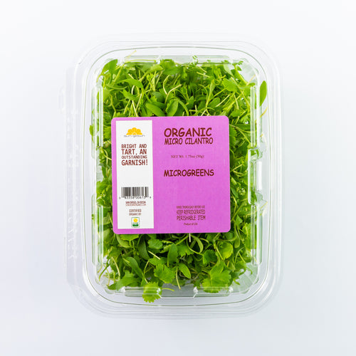 Microgreens Cilantro