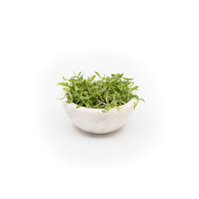 Microgreens Cilantro