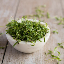 Microgreens Cilantro