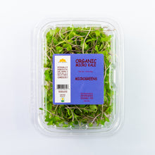 Microgreen Kale