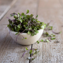 Microgreen Kale on a wood table