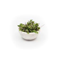 Microgreen Kale white background