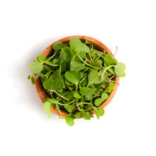 Microgreen Radish
