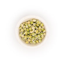 Sugar Pea Sprouts