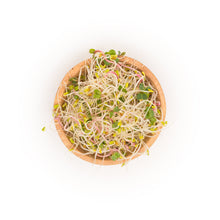 organic Spicy Sprouts