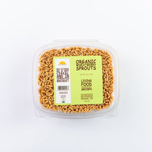 wheatberry sprouts