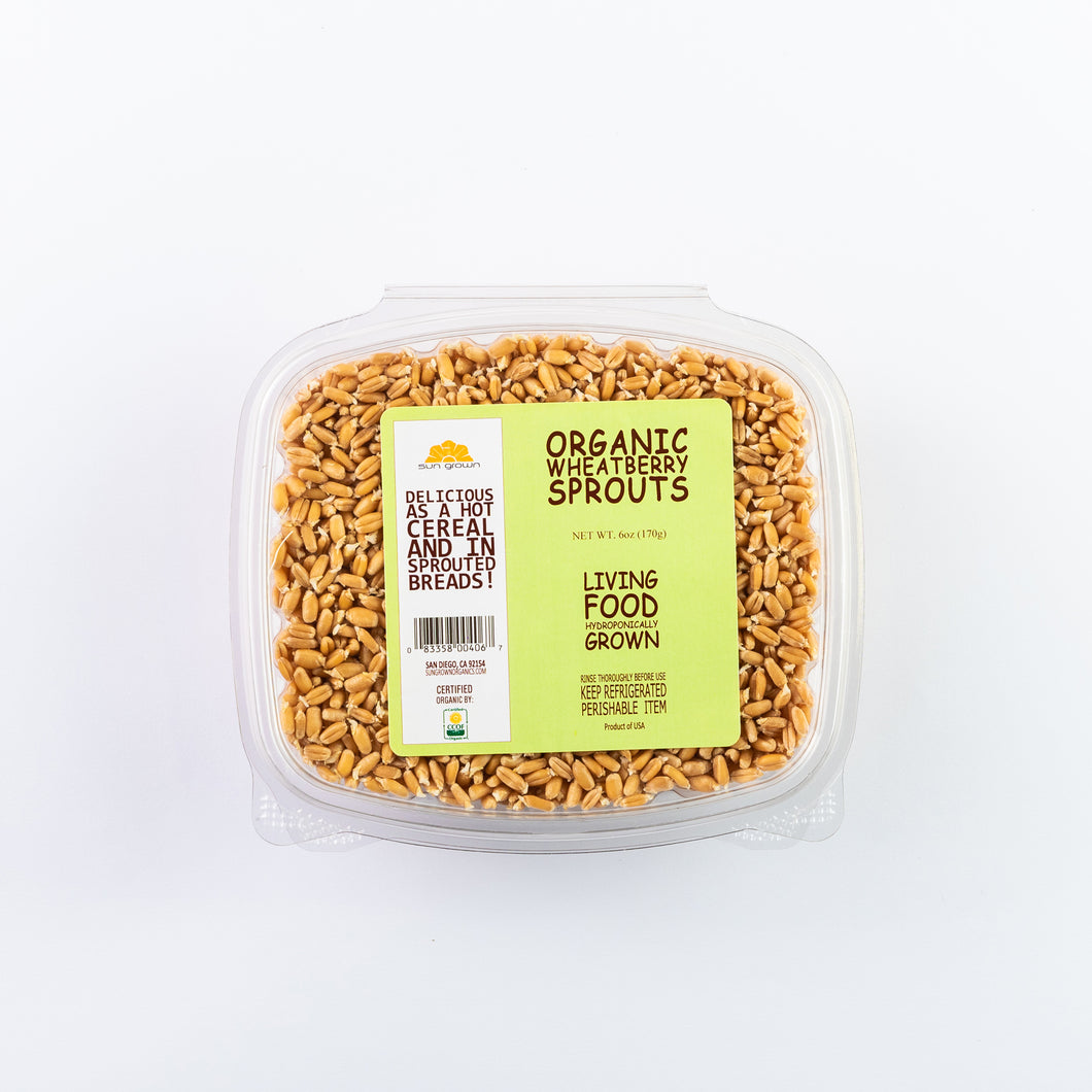 wheatberry sprouts