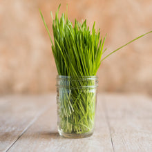 Wheatgrass in a glass jar